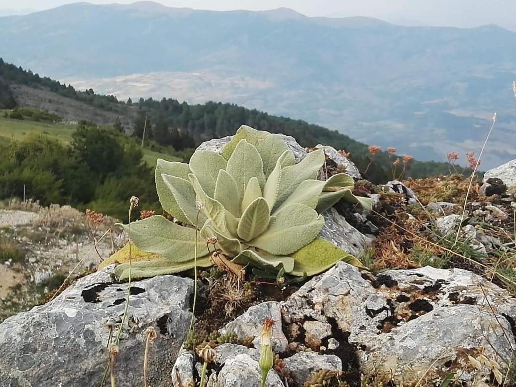 Bujtina E Tomorrit Hotel Ujanik Luaran gambar